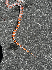Lampropeltis zonata