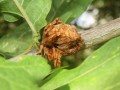 Andricus foecundatrix