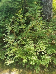 Vaccinium alaskaense