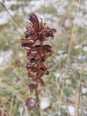 Orobanche gracilis