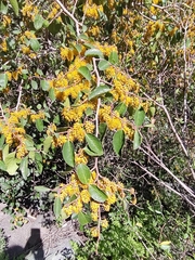 Azara petiolaris