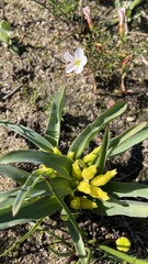 Lachenalia reflexa