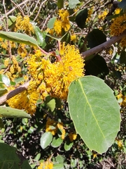 Azara petiolaris