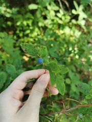 Vaccinium alaskaense