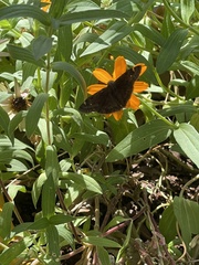 Erynnis
