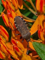 Hypselonotini