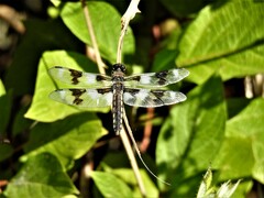 Libellula forensis