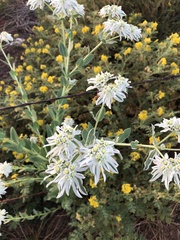 Euphorbia marginata