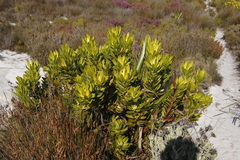 Leucadendron laureolum