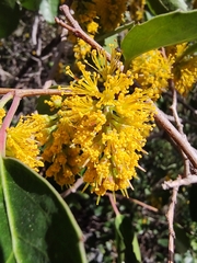 Azara petiolaris