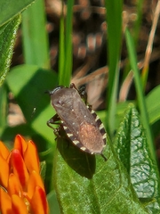 Hypselonotini