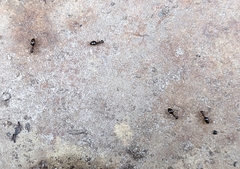 Prenolepis imparis