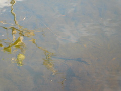 Lepisosteus platyrhincus