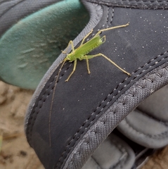 Meconema thalassinum