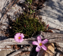 Oxalis polyphylla