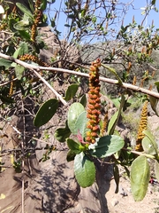 Colliguaja odorifera