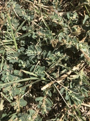 Euphorbia stictospora