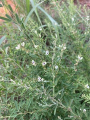 Lespedeza