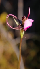 Disperis capensis capensis
