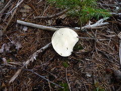 Suillus placidus