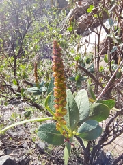 Colliguaja odorifera