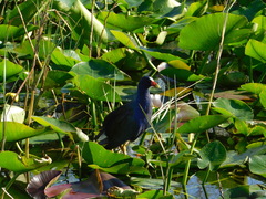 Porphyrio martinica