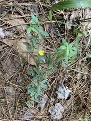 Stylosanthes biflora