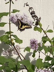 Papilioninae