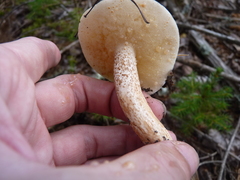 Suillus placidus