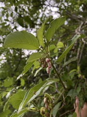 Burseraceae
