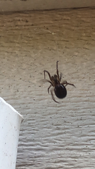 Steatoda borealis
