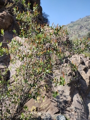 Colliguaja odorifera