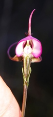 Disperis capensis capensis