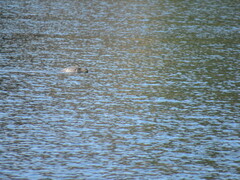 Phoca vitulina richardii