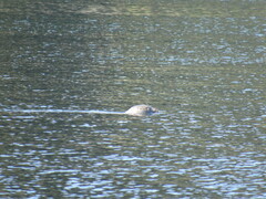 Phoca vitulina richardii