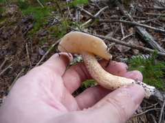 Suillus placidus