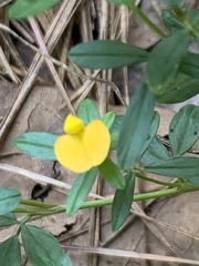 Stylosanthes biflora