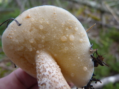Suillus placidus