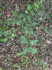 Malus angustifolia