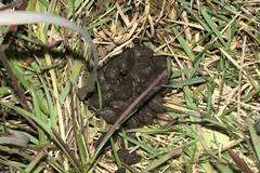 Hystrix africaeaustralis