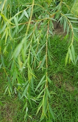 Salix × sepulcralis