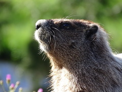 Marmota caligata