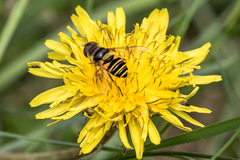 Eristalis transversa
