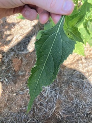 Verbesina occidentalis