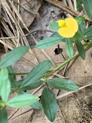 Stylosanthes biflora