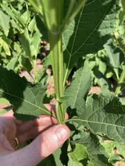 Verbesina occidentalis
