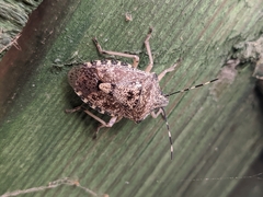 Rhaphigaster nebulosa