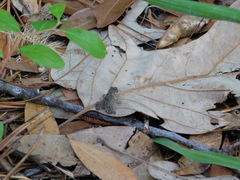 Anaxyrus terrestris