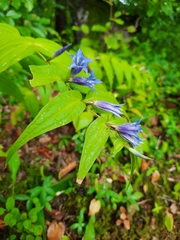 Gentiana asclepiadea