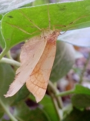 Eulithis propulsata